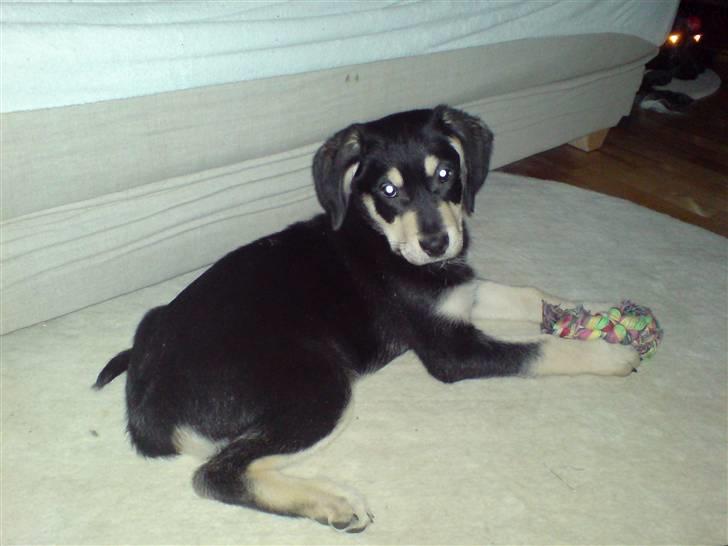 Blanding af racer Bella billede 1