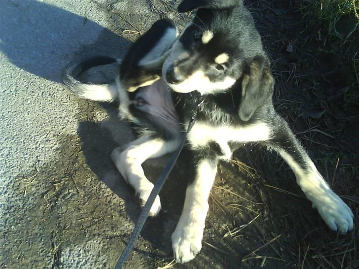 Blanding af racer Bella billede 2