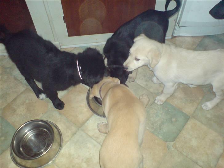 Blanding af racer Bella - bellas søskende billede 3