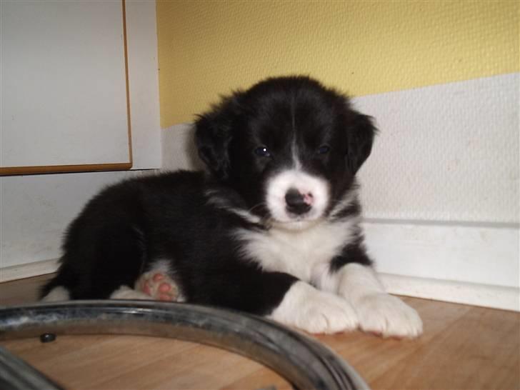 Border collie Sweet billede 2