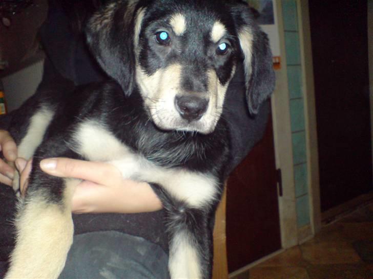 Blanding af racer Bella billede 4