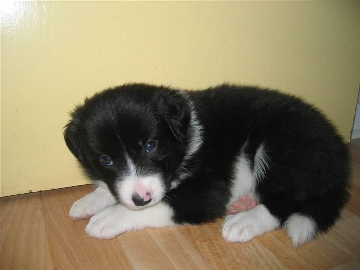 Border collie Sweet - er jeg ikke bare nuser billede 3