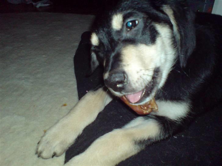 Blanding af racer Bella billede 5