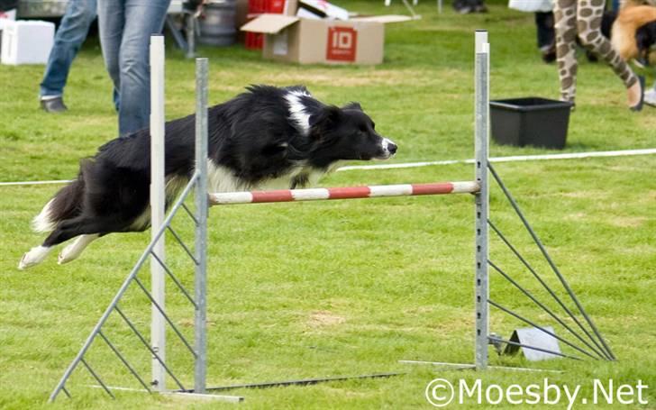 Border collie Sweet - er ved og lære lucky hvordan man tager feltet på a-brættet billede 4
