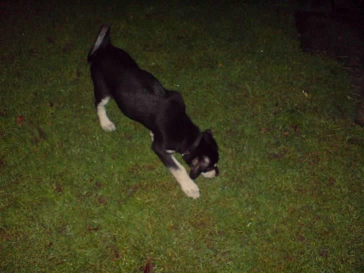 Blanding af racer Bella billede 6