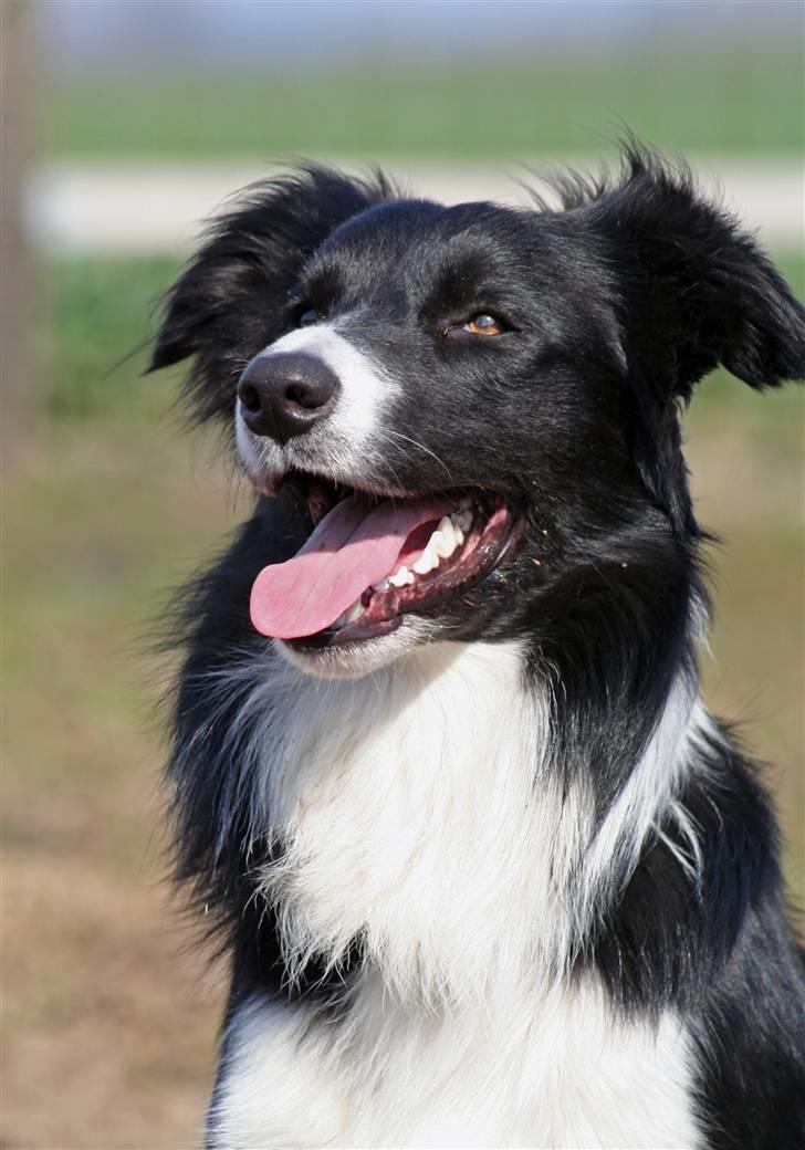 Border collie Sweet billede 5