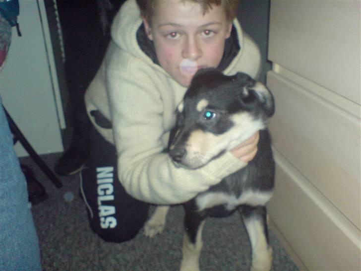 Blanding af racer Bella billede 7