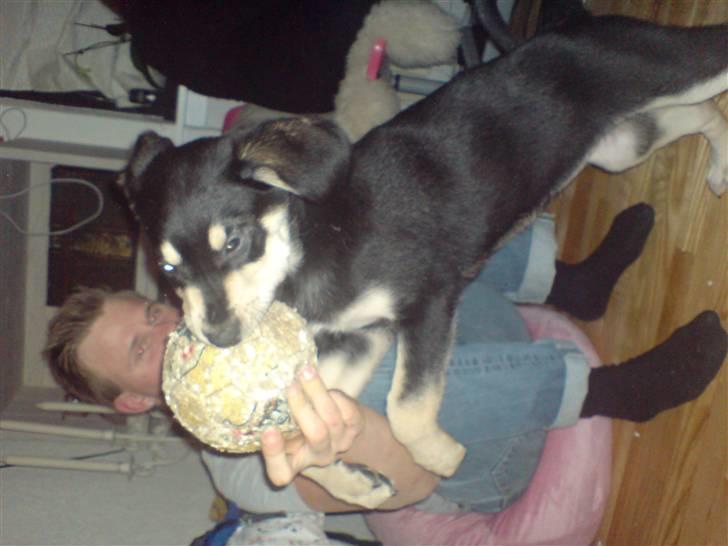 Blanding af racer Bella billede 8