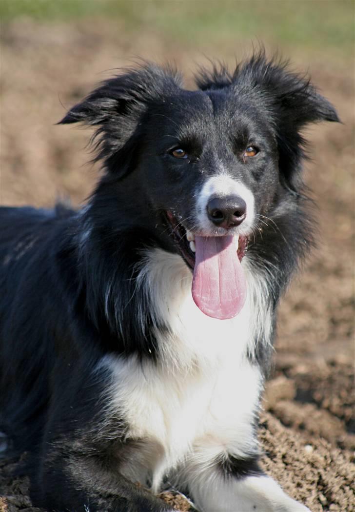 Border collie Sweet billede 6