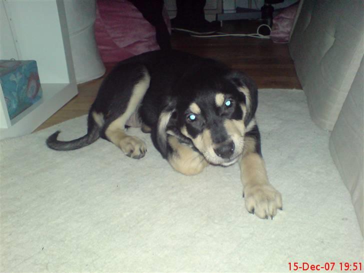 Blanding af racer Bella billede 9