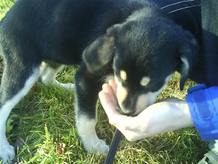 Blanding af racer Bella billede 10