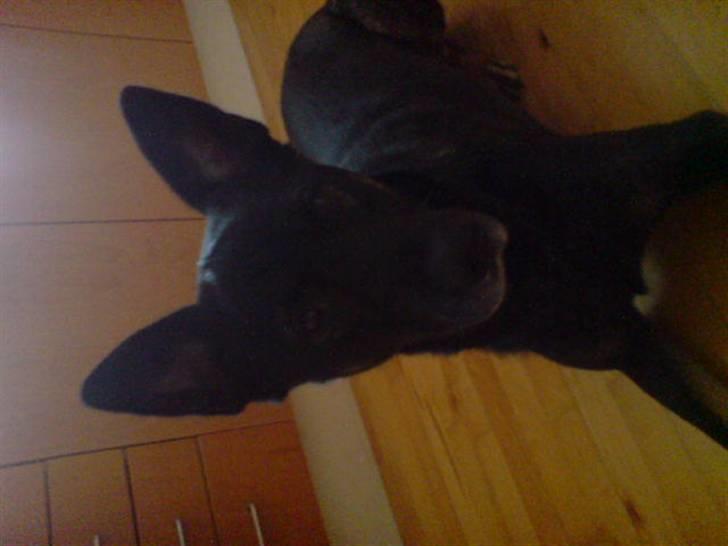 Blanding af racer cato billede 3