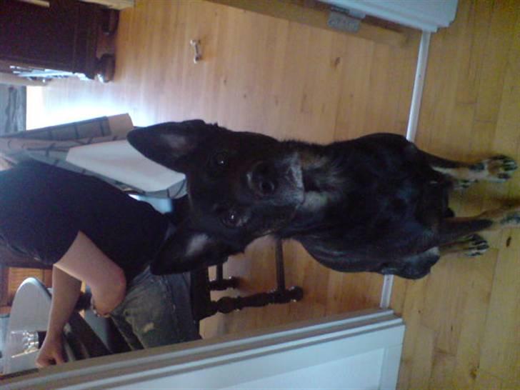 Blanding af racer cato billede 4