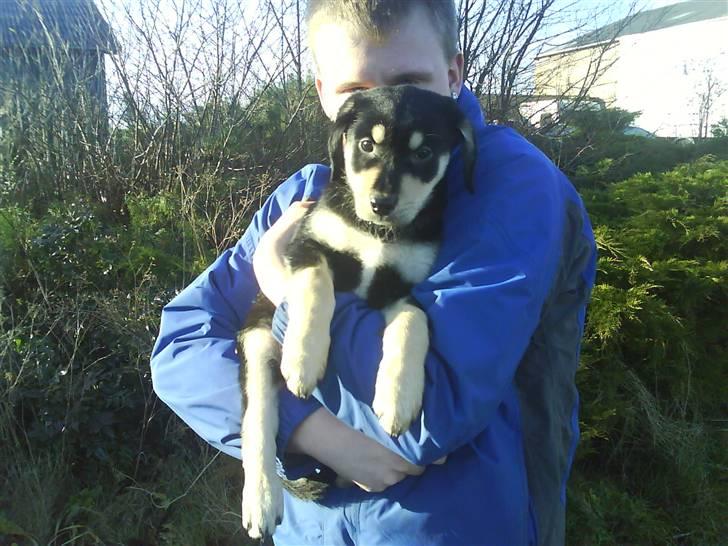 Blanding af racer Bella billede 11