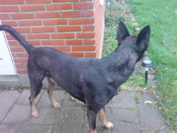 Blanding af racer cato billede 5