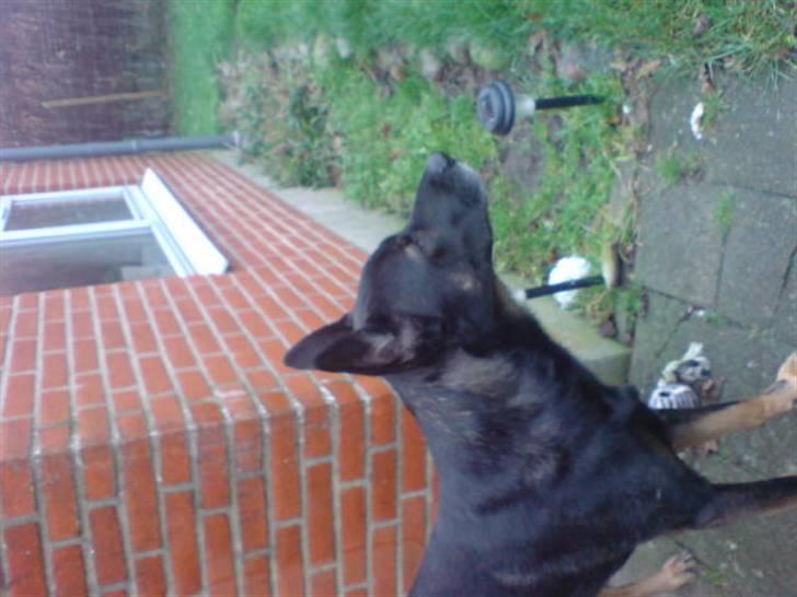 Blanding af racer cato billede 6