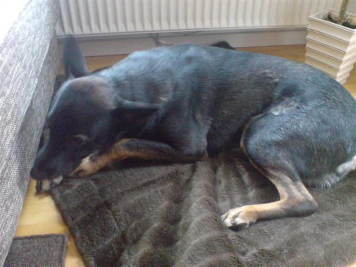 Blanding af racer cato billede 7