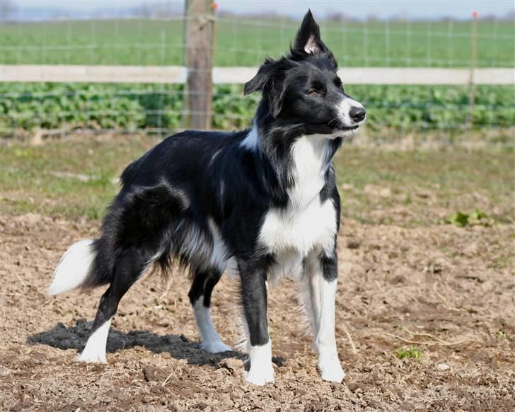 Border collie Sweet billede 7