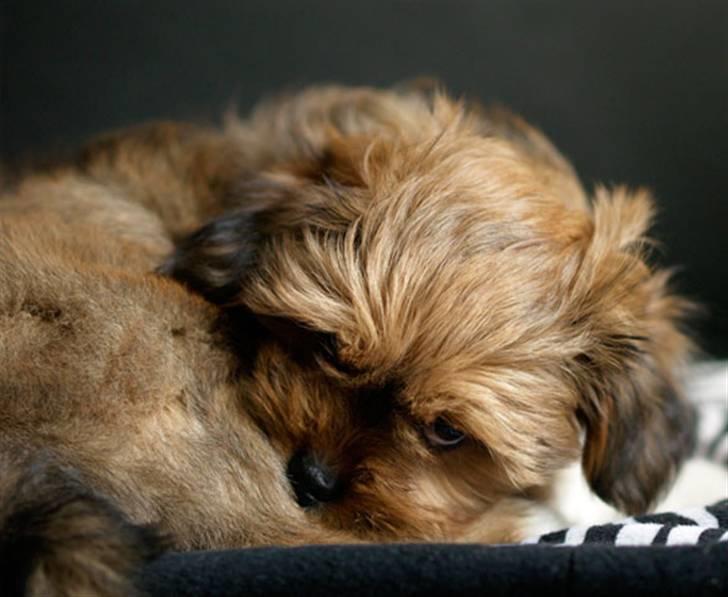 Lhasa apso Sofus - Det jul kan godt blive lidt for meget med alle se gæster, men så gemmer jeg mig bare :0) billede 10