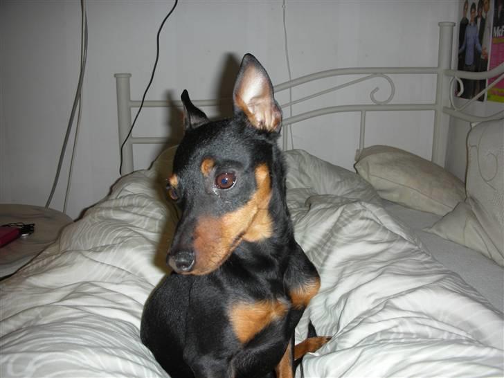 Dvaergpinscher Taz billede 9