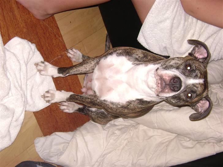 Amerikansk staffordshire terrier xena billede 8