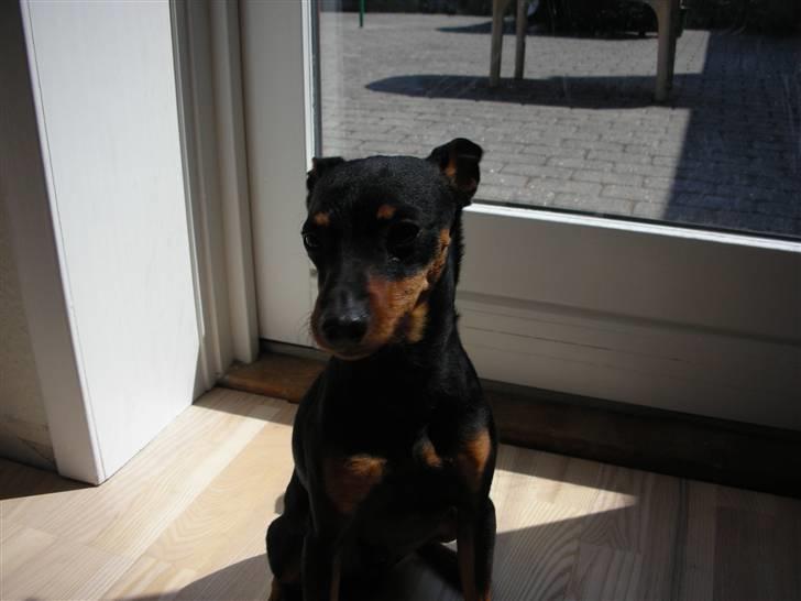 Dvaergpinscher Taz billede 10