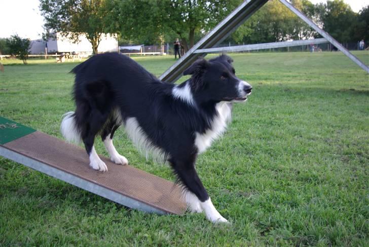Border collie Sweet billede 9