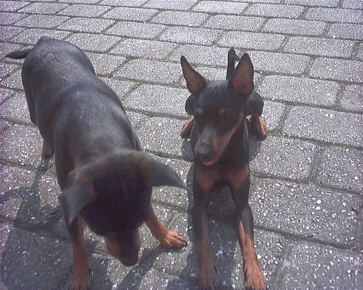 Dvaergpinscher Taz billede 13