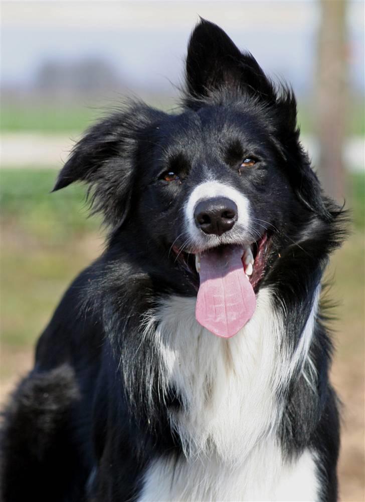 Border collie Sweet billede 10