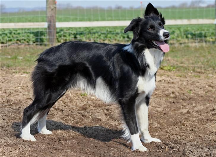 Border collie Sweet billede 11