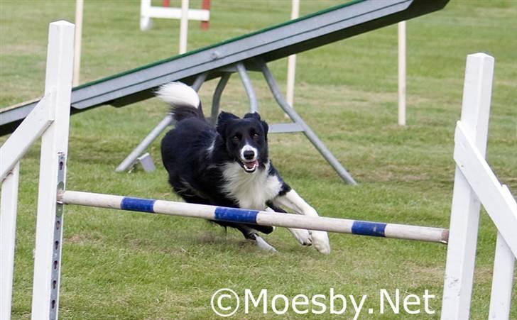 Border collie Sweet - vippen er bare det bedste billede 12