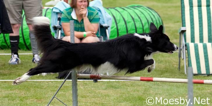 Border collie Sweet billede 13