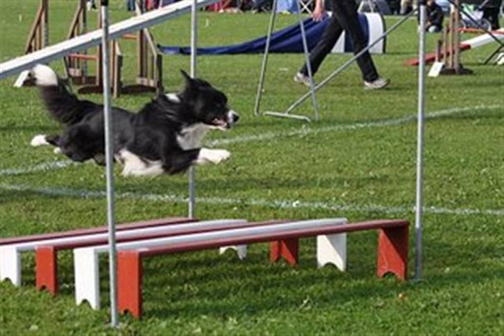 Border collie Sweet - dm 2007 billede 14