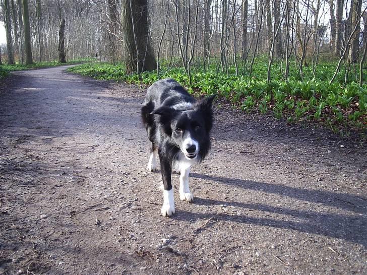 Border collie Sweet billede 15