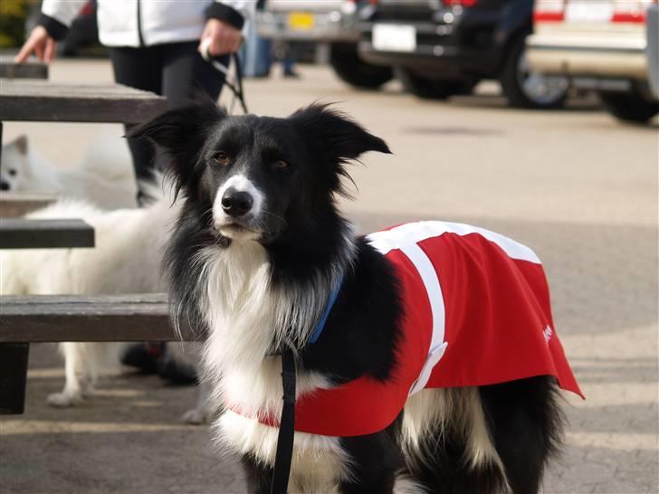 Border collie Sweet - når man er til dm skal man have det pæne tøj på billede 16