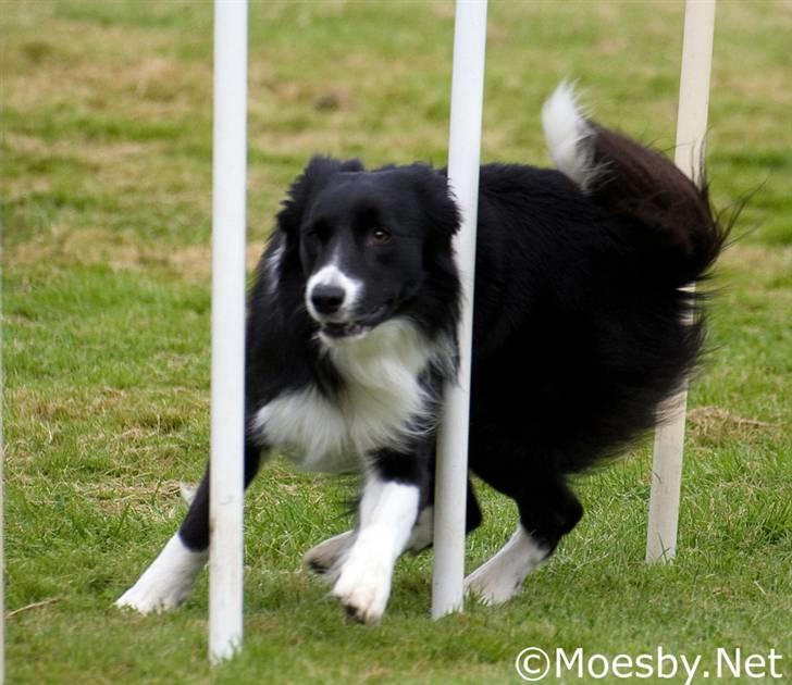 Border collie Sweet billede 17