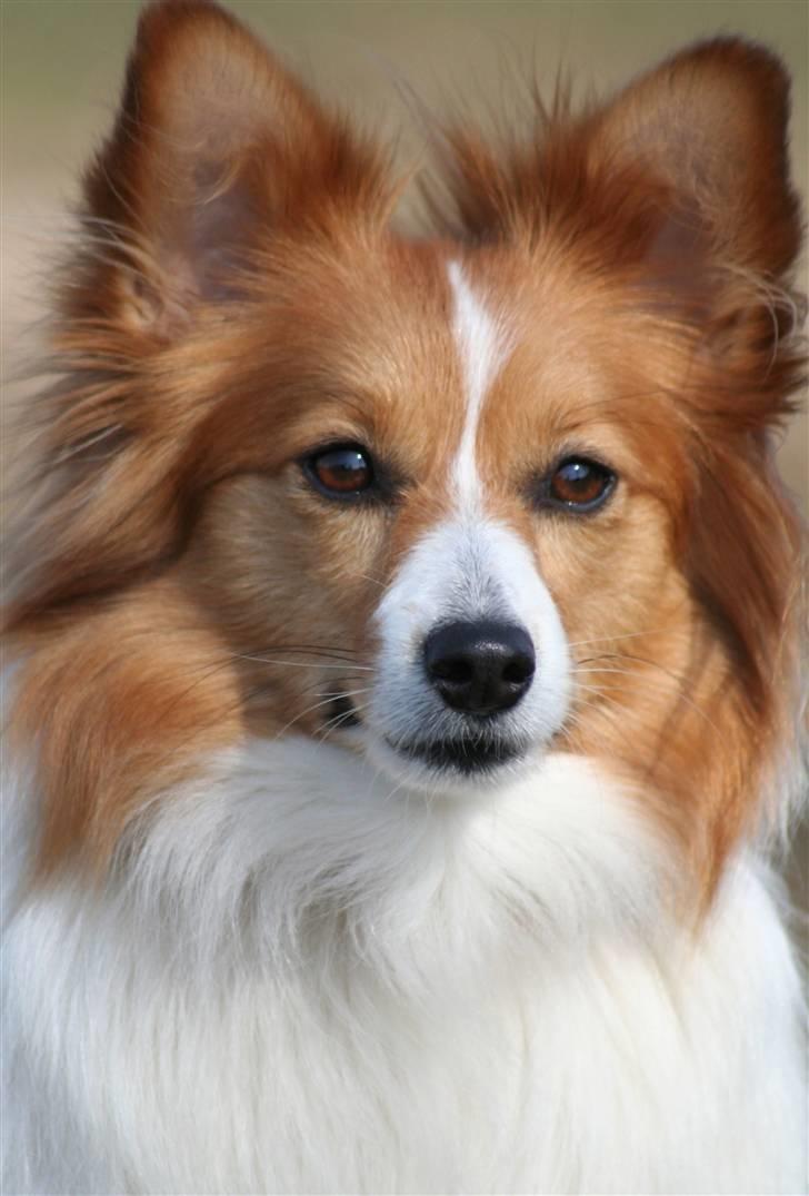 Blanding af racer Lady billede 1