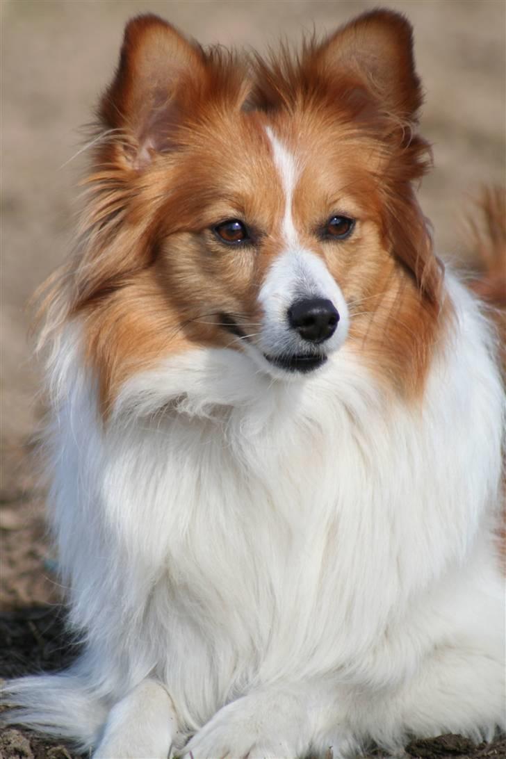 Blanding af racer Lady billede 2