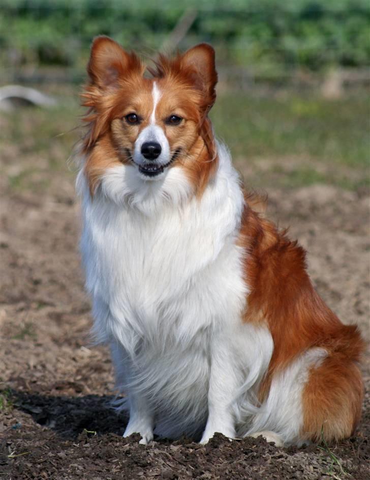 Blanding af racer Lady billede 3