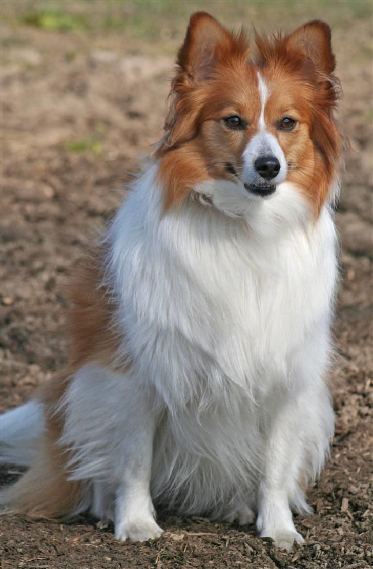 Blanding af racer Lady billede 4