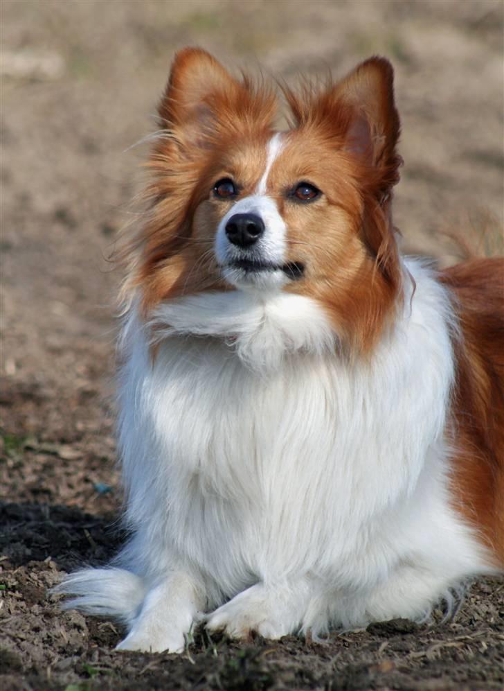 Blanding af racer Lady billede 5