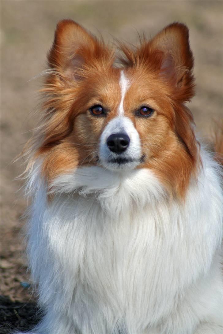 Blanding af racer Lady billede 6