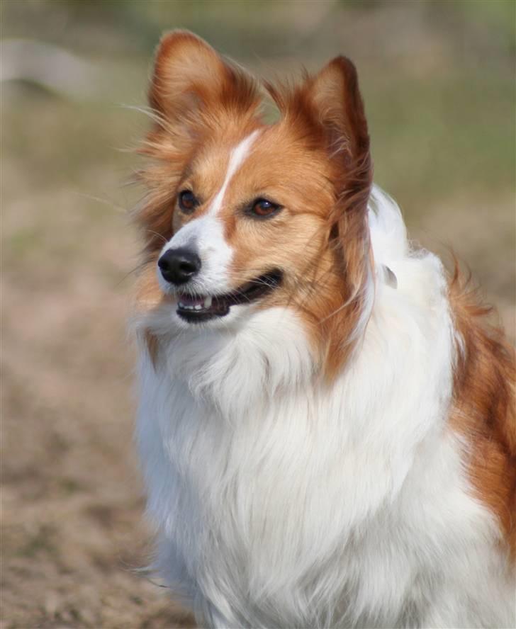 Blanding af racer Lady billede 7