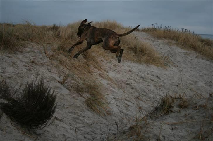 Blanding af racer Chili - En rigtig springer billede 4