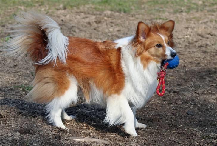 Blanding af racer Lady billede 8