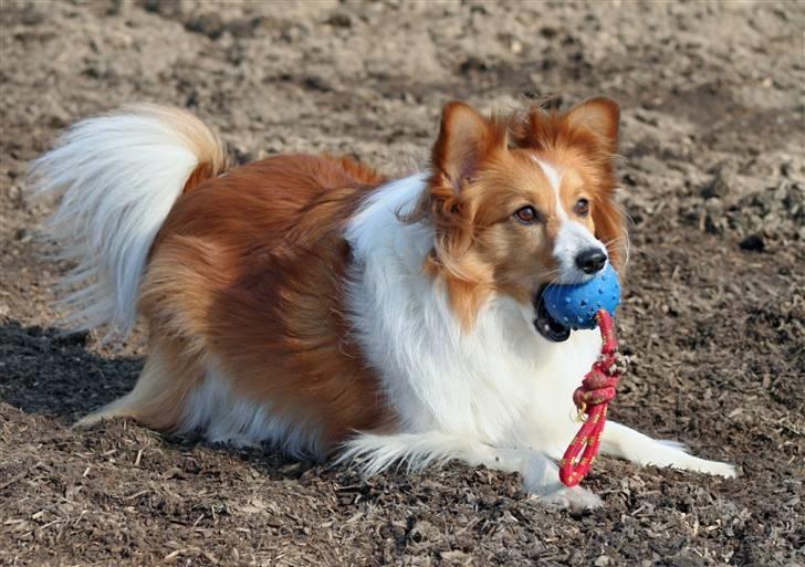 Blanding af racer Lady billede 9