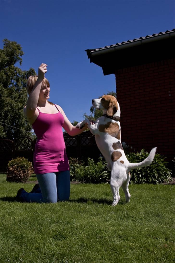 Beagle Mads / Fairytosh Mc. Cafferty - High five - (sommeren 2010) Fotograf: Jens Hald billede 8