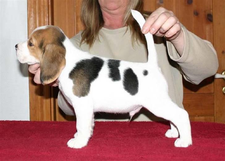 Beagle Mads / Fairytosh Mc. Cafferty - Da Mads var en lille dreng<3 (Taget oppe fra kennelen han kom fra (opdrætteren)) billede 9