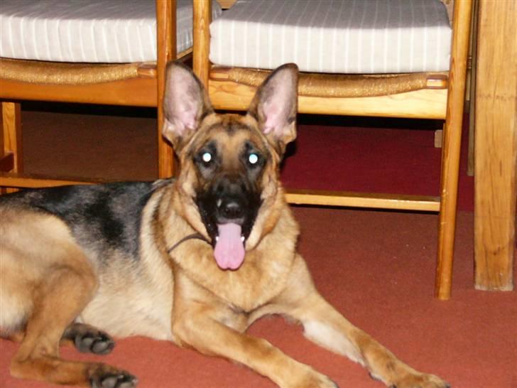 Schæferhund tøsen - Hvad mig?... hvad skal jeg nu??..... billede 1