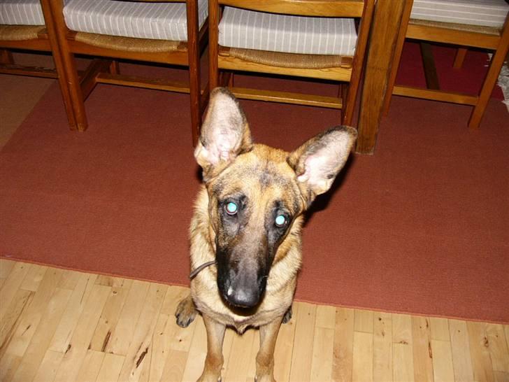 Schæferhund tøsen - Se lille bitte mig, ser jeg ikke sulten ud?!.... billede 2